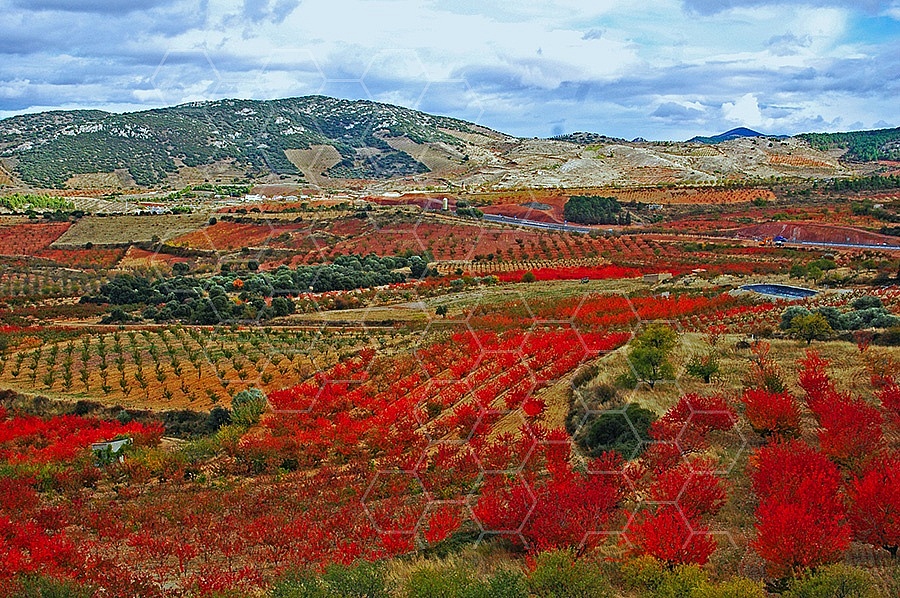 Foliage Spain 002