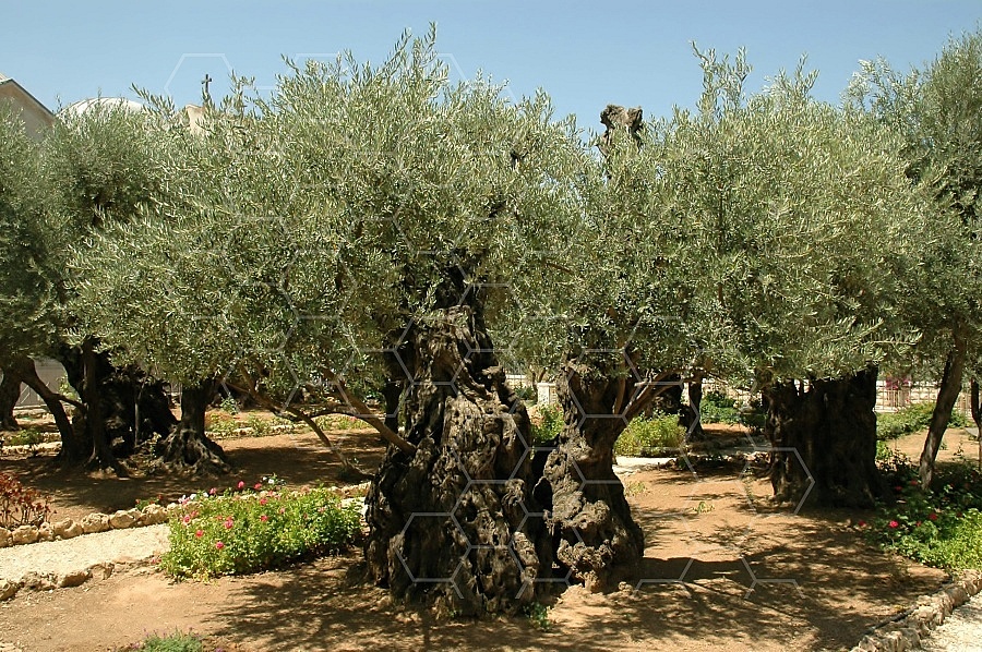 Jerusalem Gethsemani 0015
