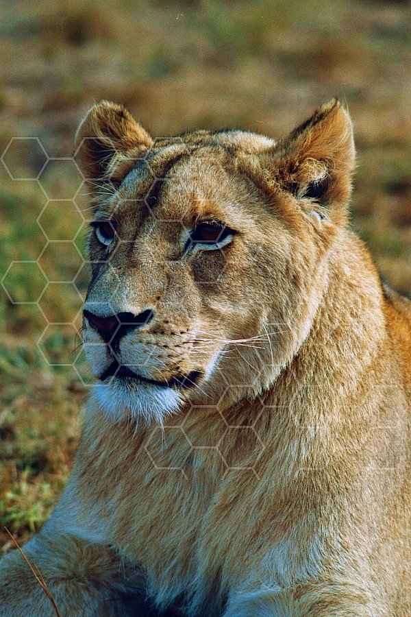 Lion 0055