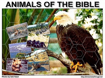 Animals Of The Bible 002