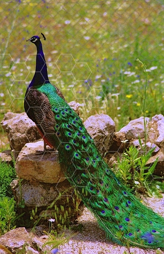 Peacock 0005