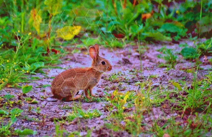 Rabbit Hare 0001