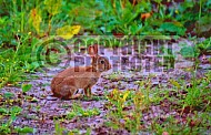 Rabbit Hare 0001