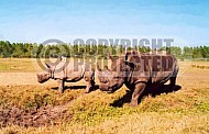 Rhinoceros 0008