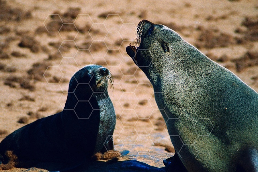 Seal Fish 0011