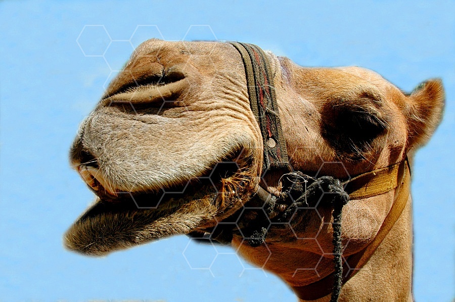 Camel 0010