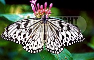 Butterfly 0054