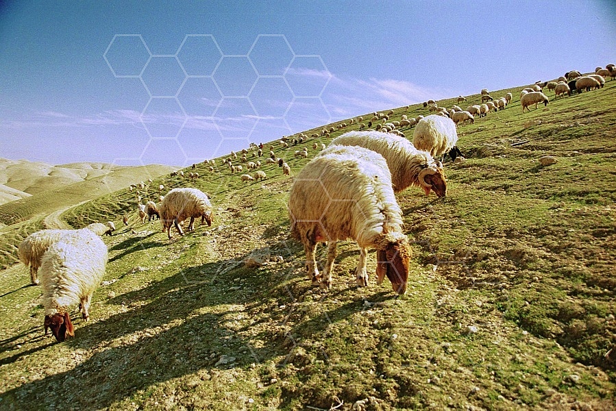 Sheep 0001