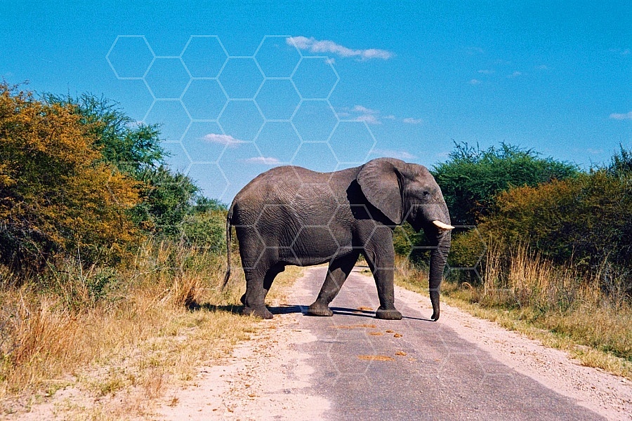 Elephant 0068