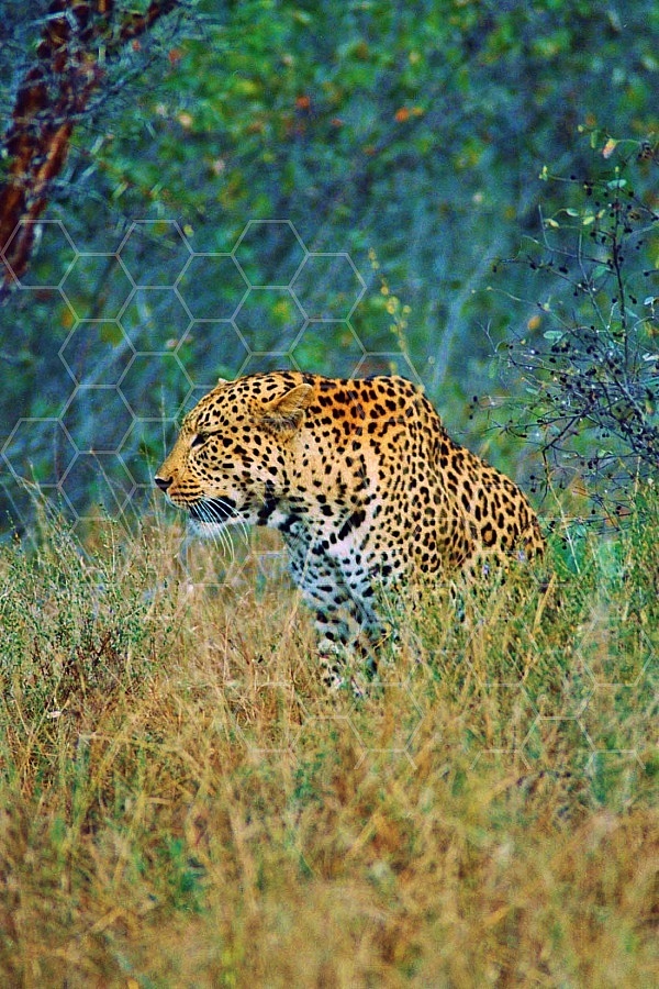 Leopard 0010