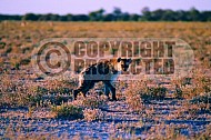 Spotted Hyena 0004