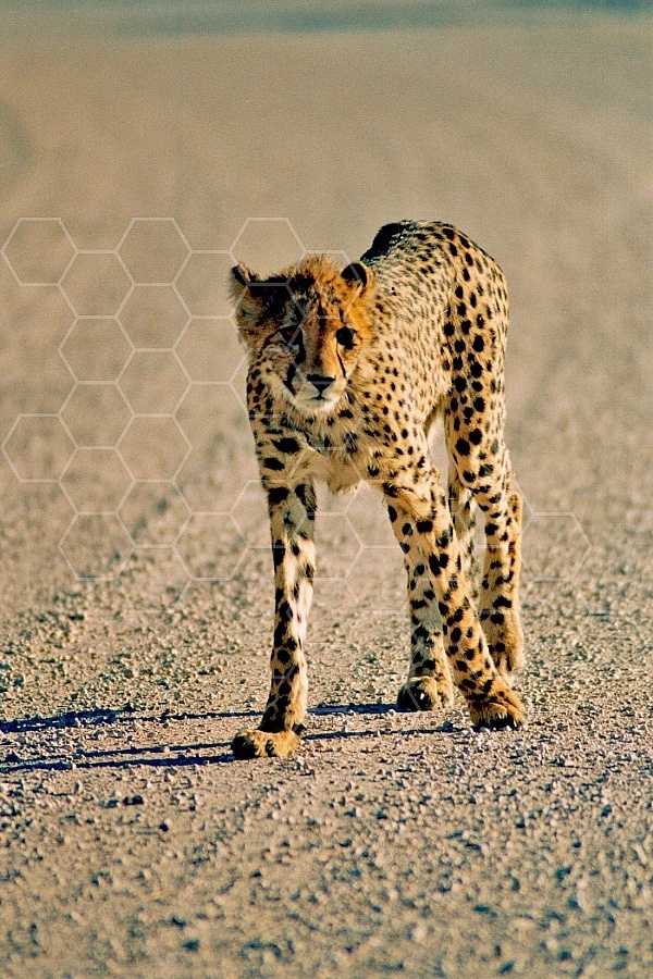 Cheetah 0025