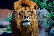 Lion 0046