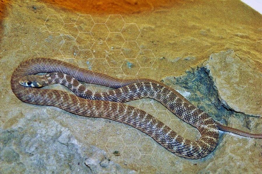 Viper Snake 0002