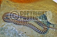 Viper Snake 0002