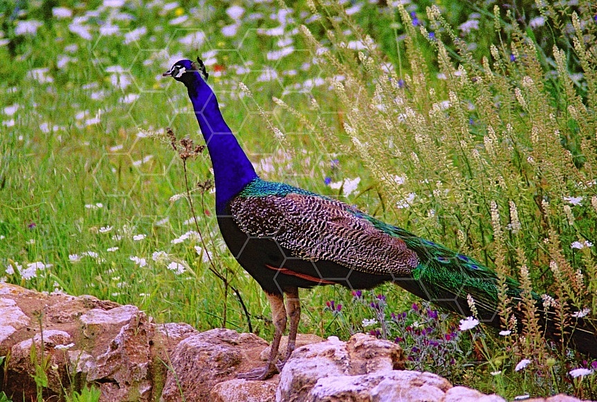 Peacock 0004
