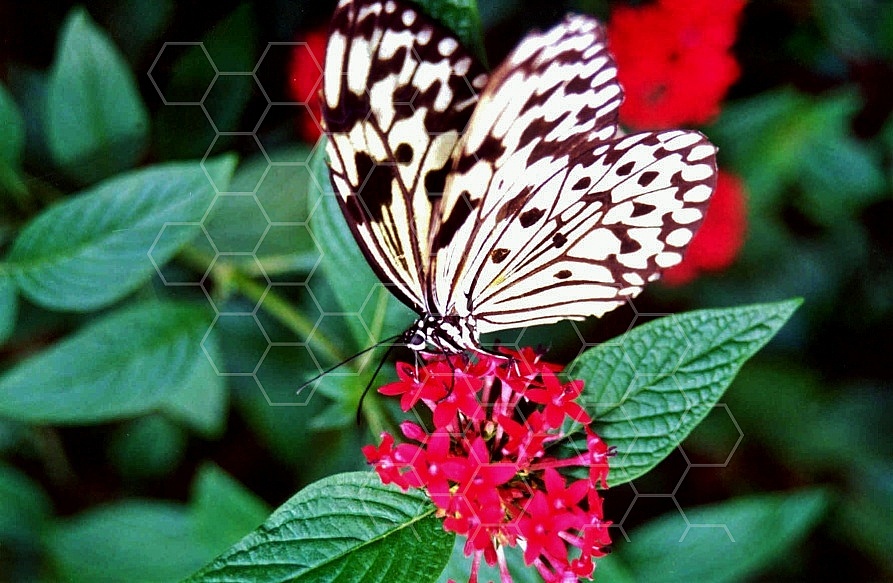 Butterfly 0046