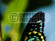 Butterfly 0060