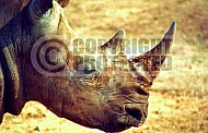 Rhinoceros 0007
