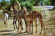 Camel 0007