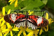 Butterfly 0007