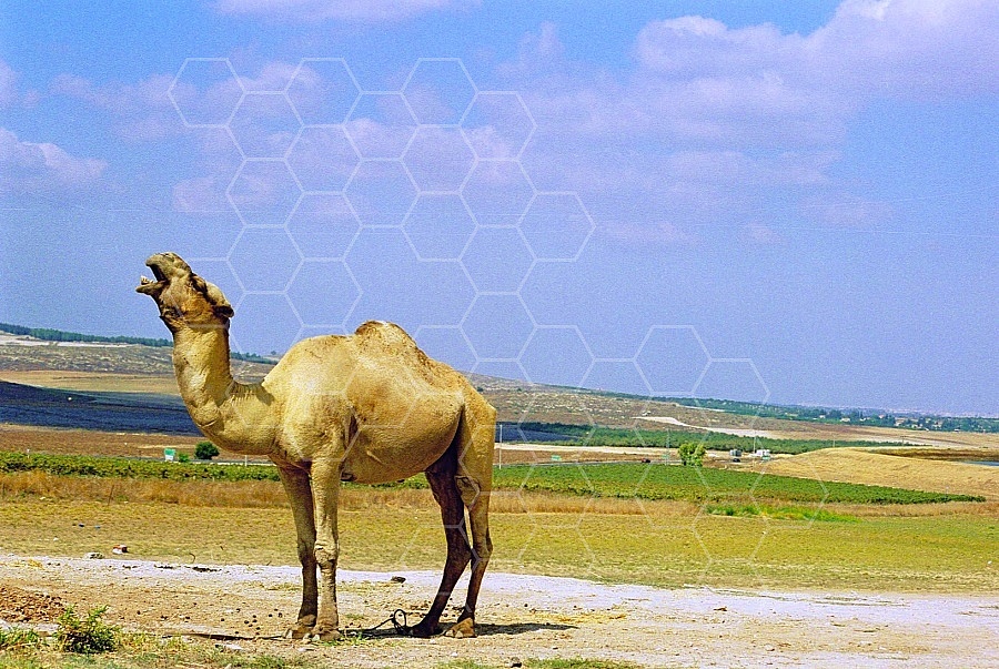 Camel 0019
