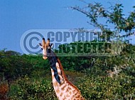 Giraffe 0034