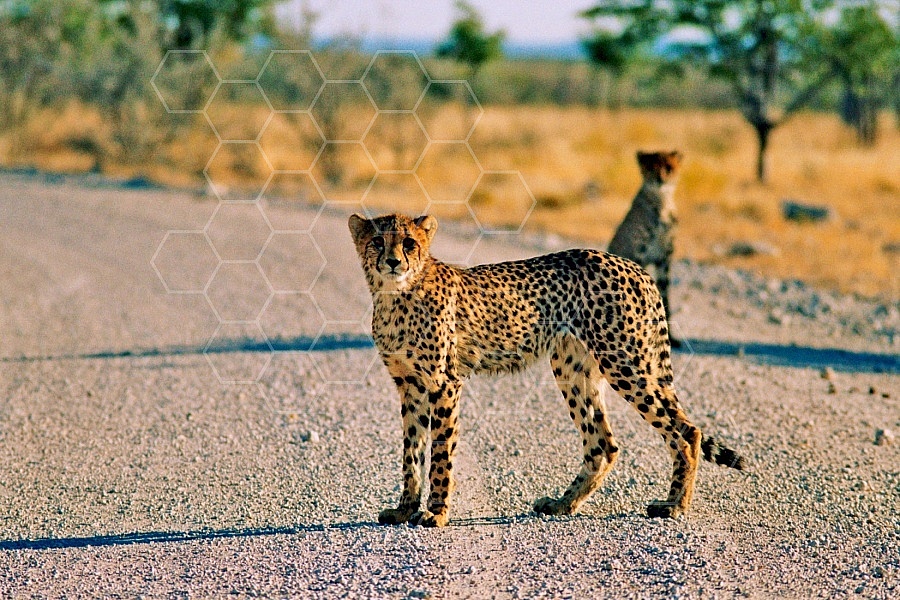 Cheetah 0020