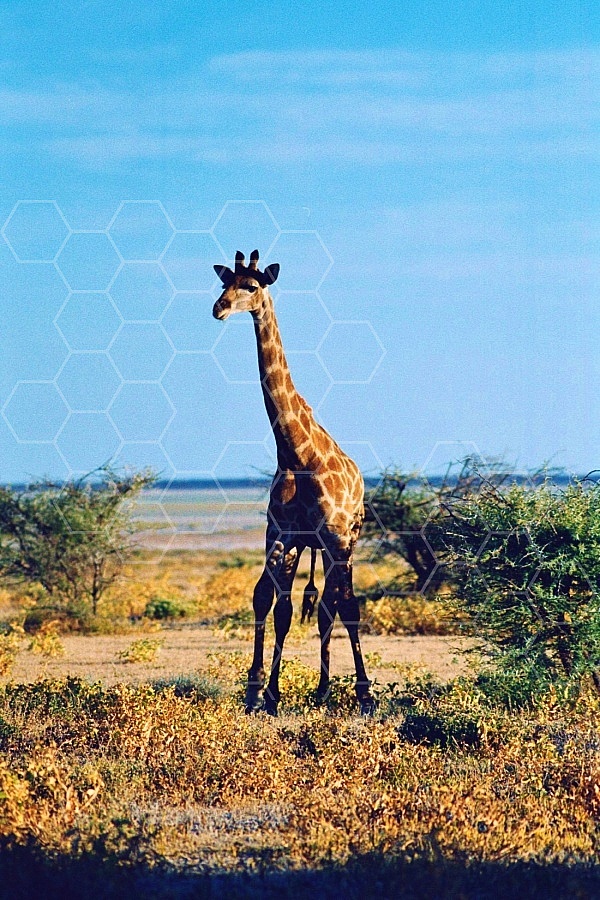Giraffe 0036