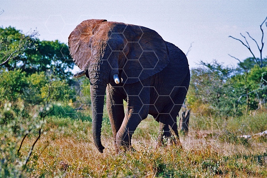 Elephant 0048