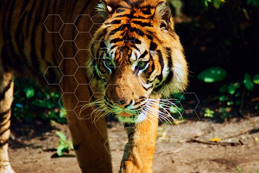 Tiger 0005