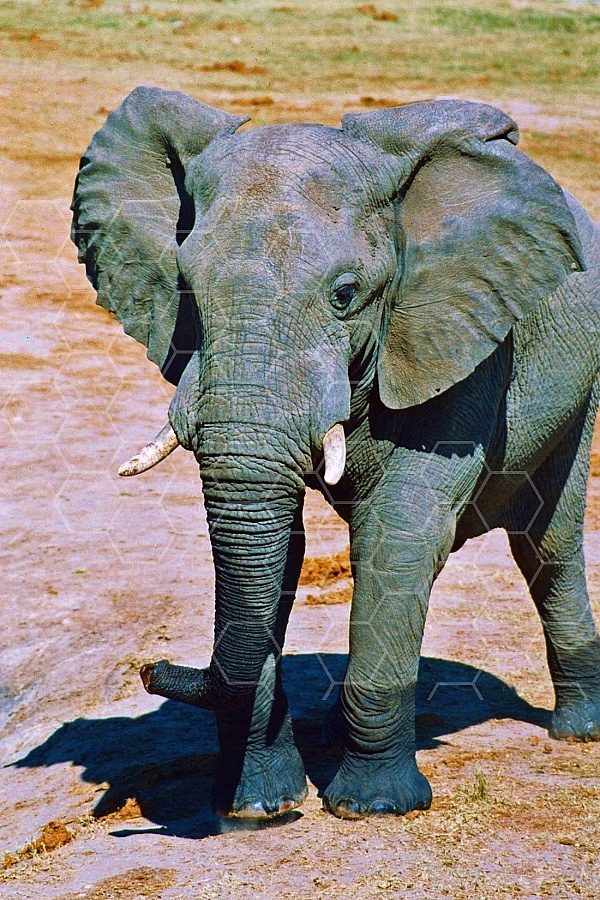 Elephant 0091
