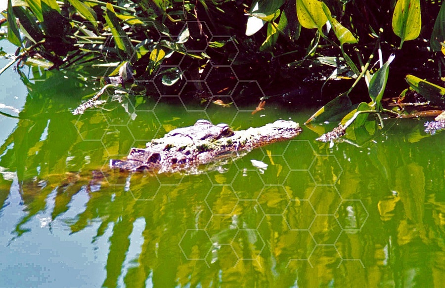 Alligator 0004