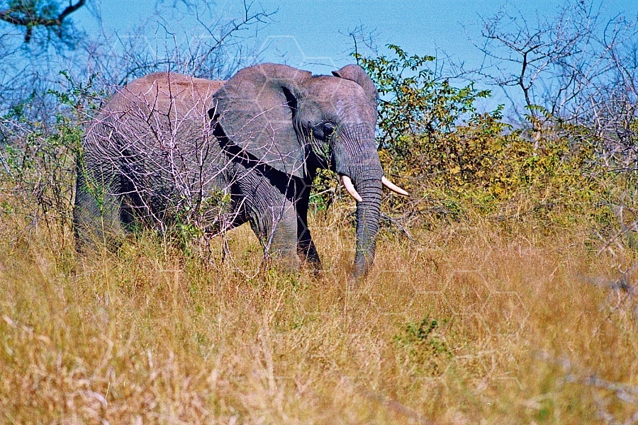 Elephant 0049