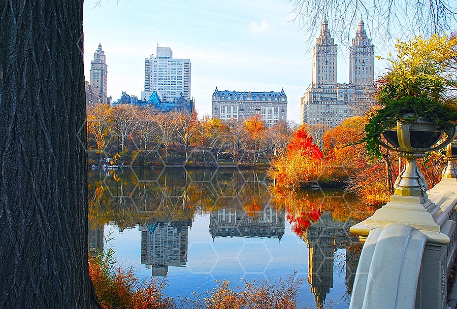 Foliage New York City Central Park 006
