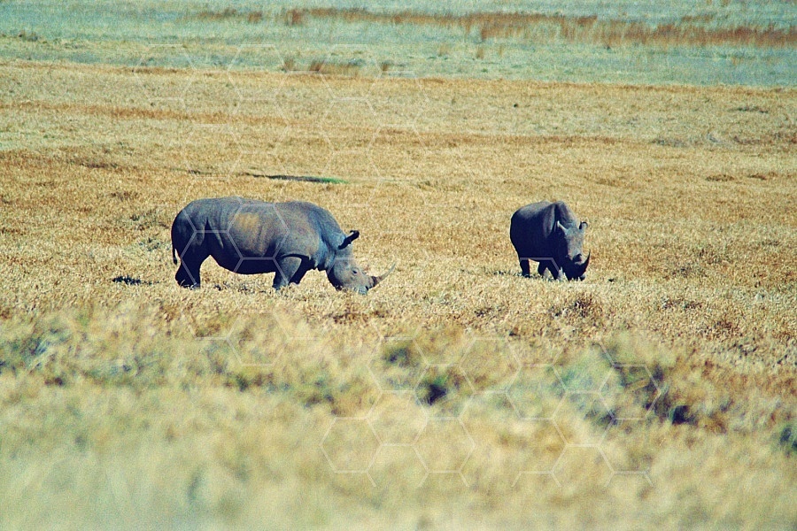 Rhinoceros 0005