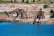Giraffe 0004
