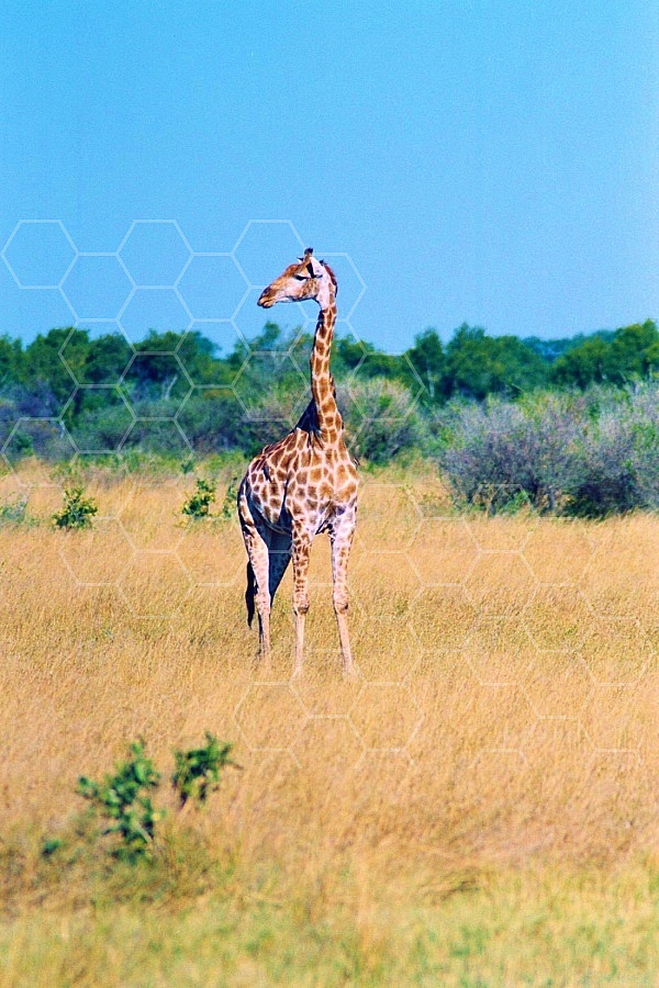 Giraffe 0023