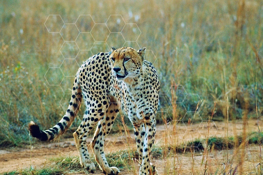 Cheetah 0001