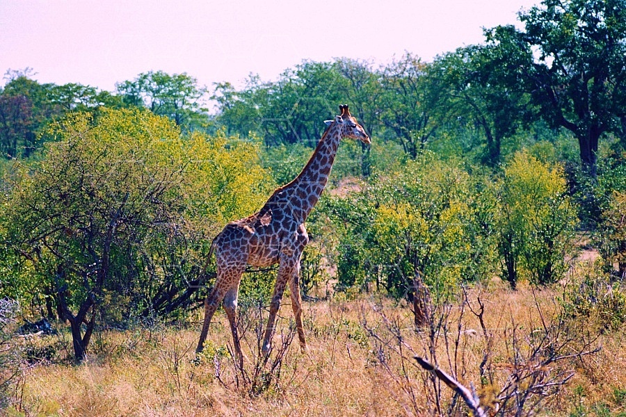 Giraffe 0016