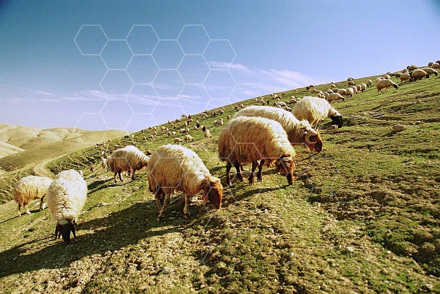 Sheep 0008