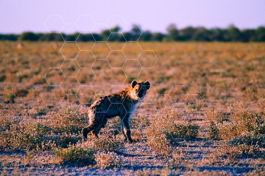 Spotted Hyena 0001