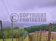 Natzweiler-Struthof Barbed Wire Fences 0001