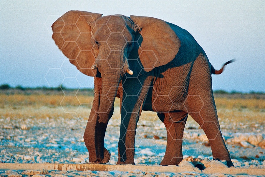Elephant 0043