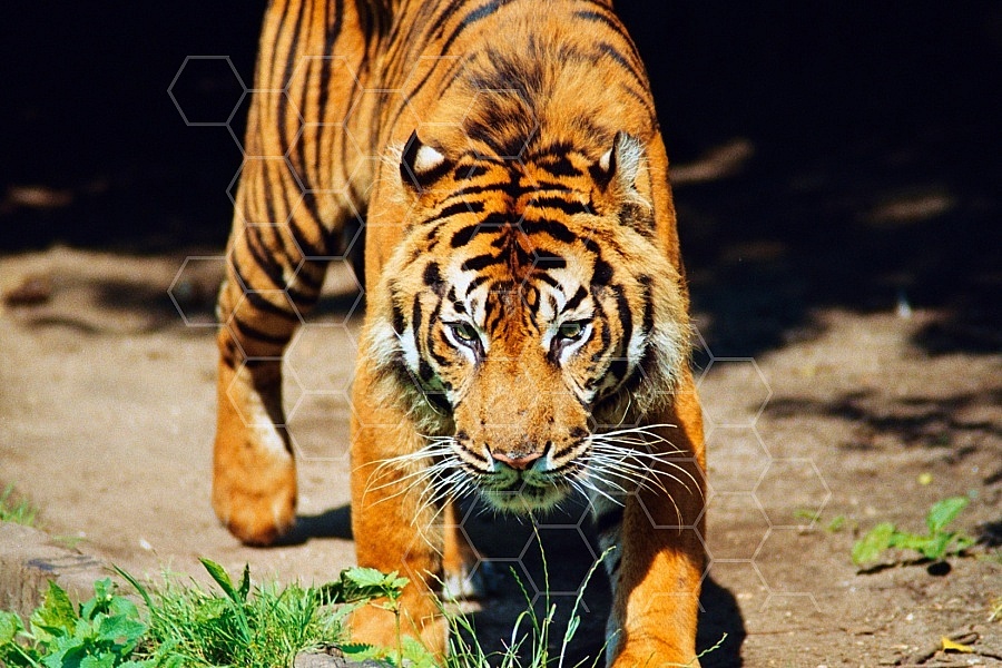 Tiger 0003
