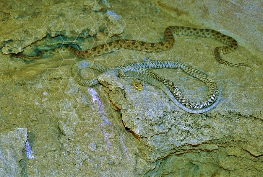 Viper Snake 0001