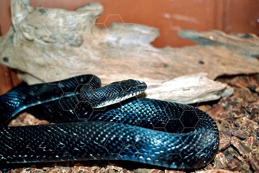 Viper Snake 0010