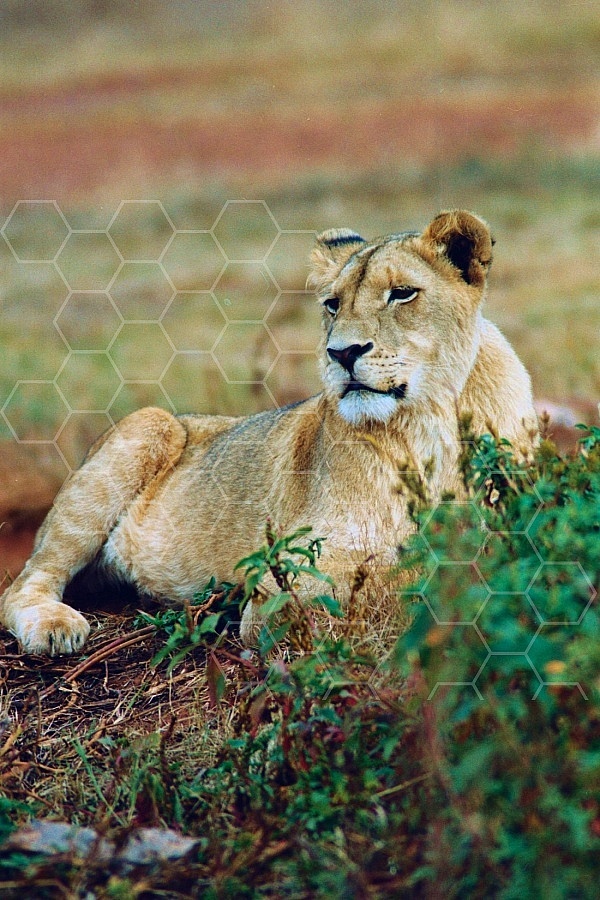 Lion 0063
