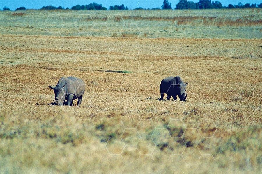 Rhinoceros 0004