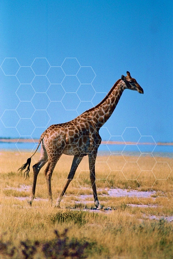 Giraffe 0037